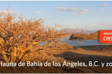 Naturalista-Flora y fauna de Bahía de los Ángeles, B.C. y zonas circundantes.
